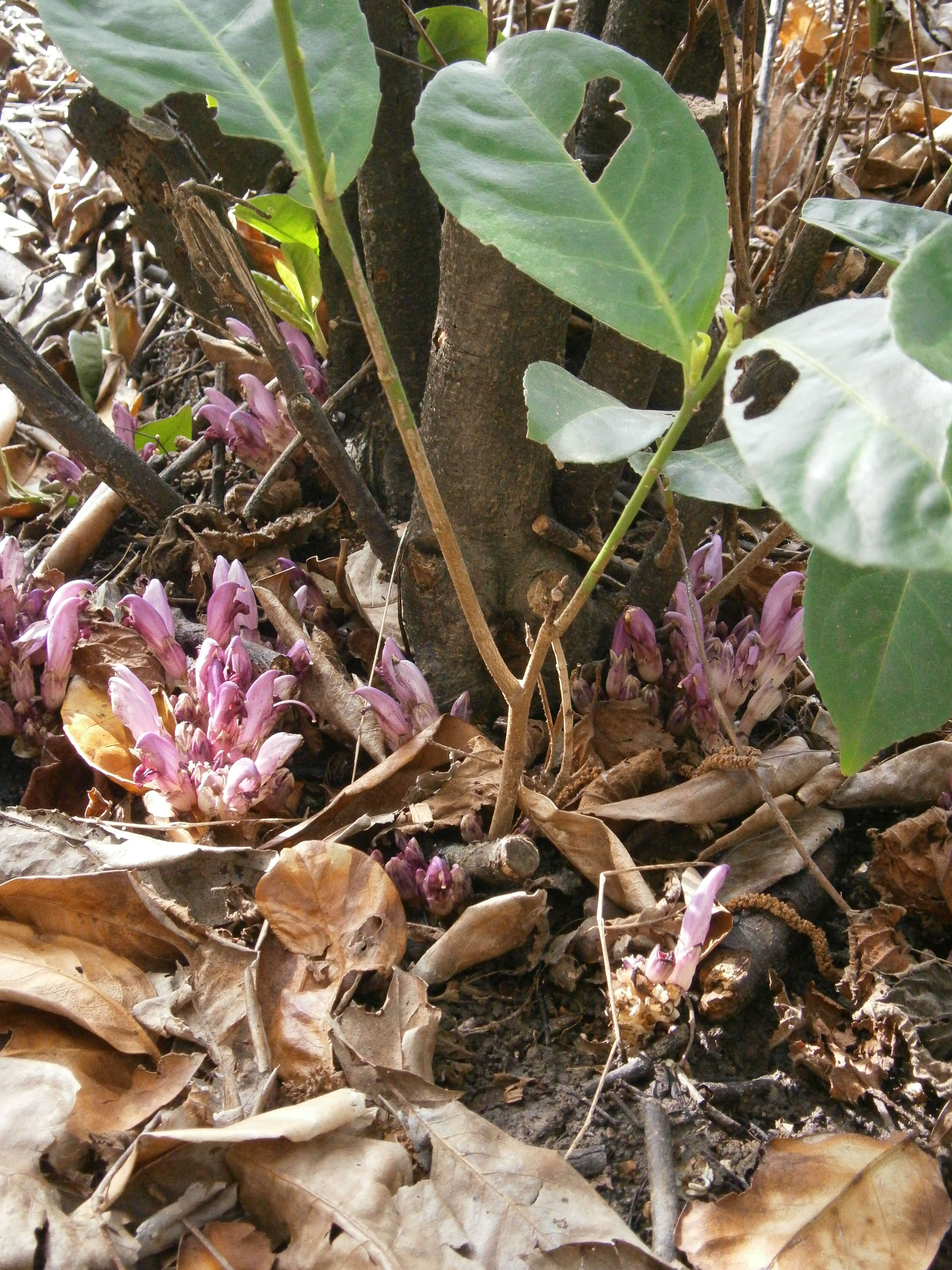 Image of Lathraea clandestina L.