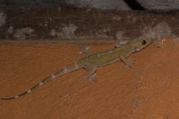 Hemidactylus prashadi Smith 1935 resmi