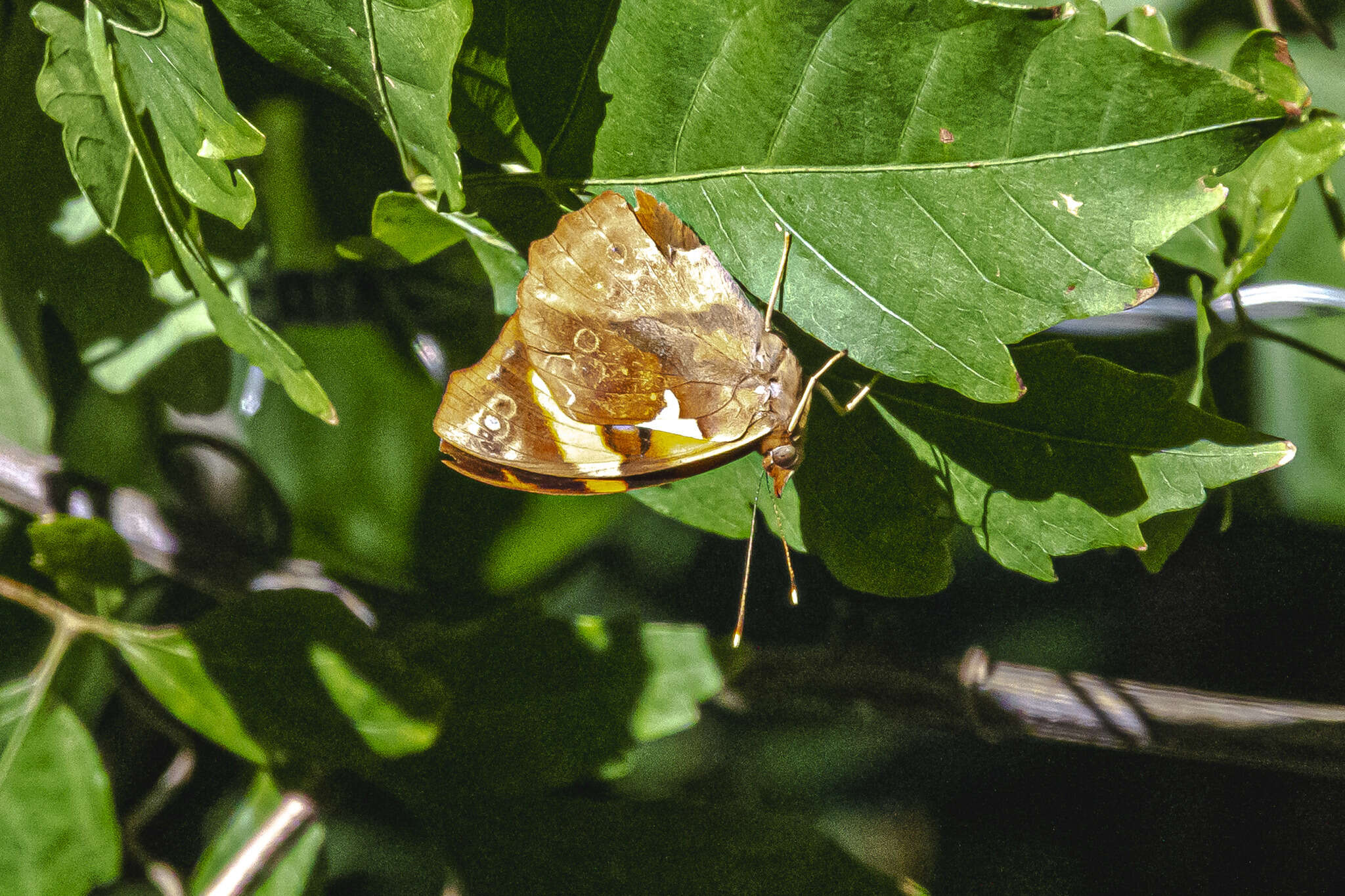 Image de Epiphile hubneri Hewitson 1861