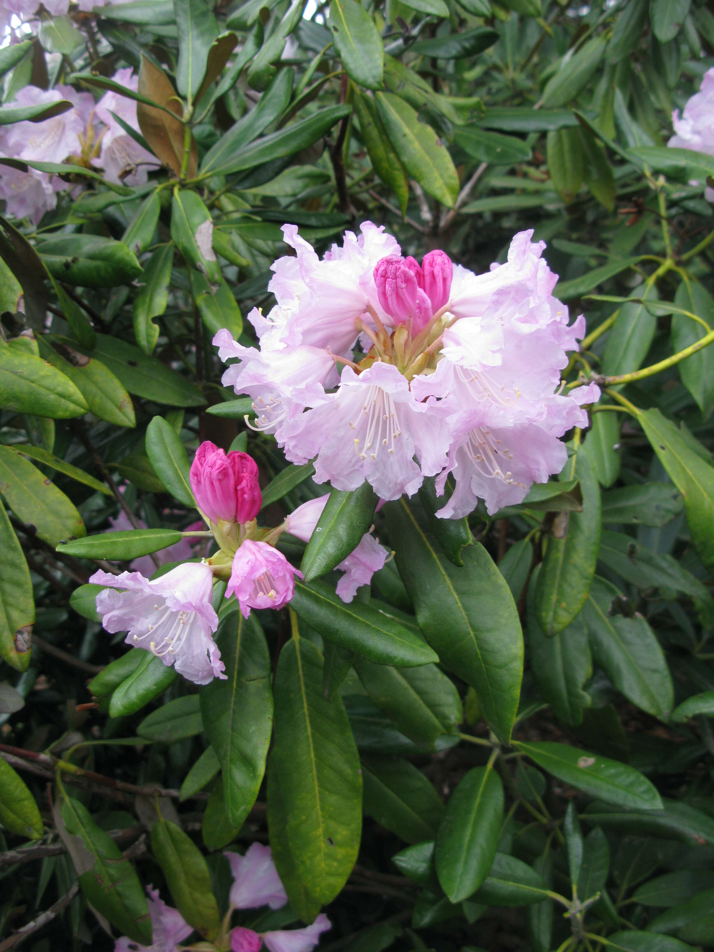 Image de Rhododendron degronianum Carr.