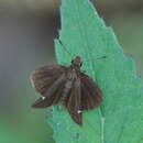 Image of Kodagu Forest Hopper