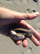 Image of Blue mussel