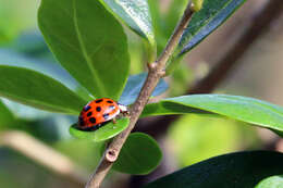 Image of Harmonia axyridis (Pallas 1773)