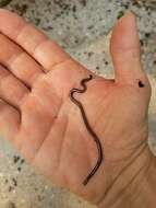 Image of Black Blind Snake