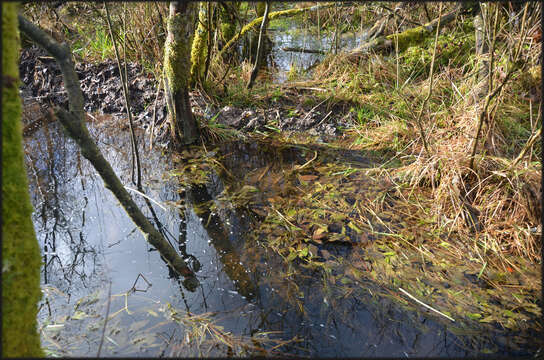 Image of European beaver