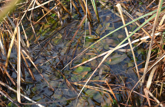 Image of European beaver