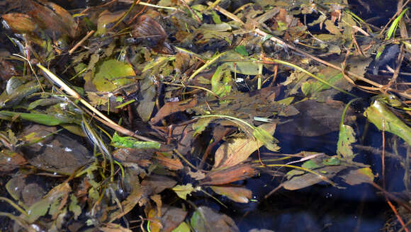 Image of European beaver