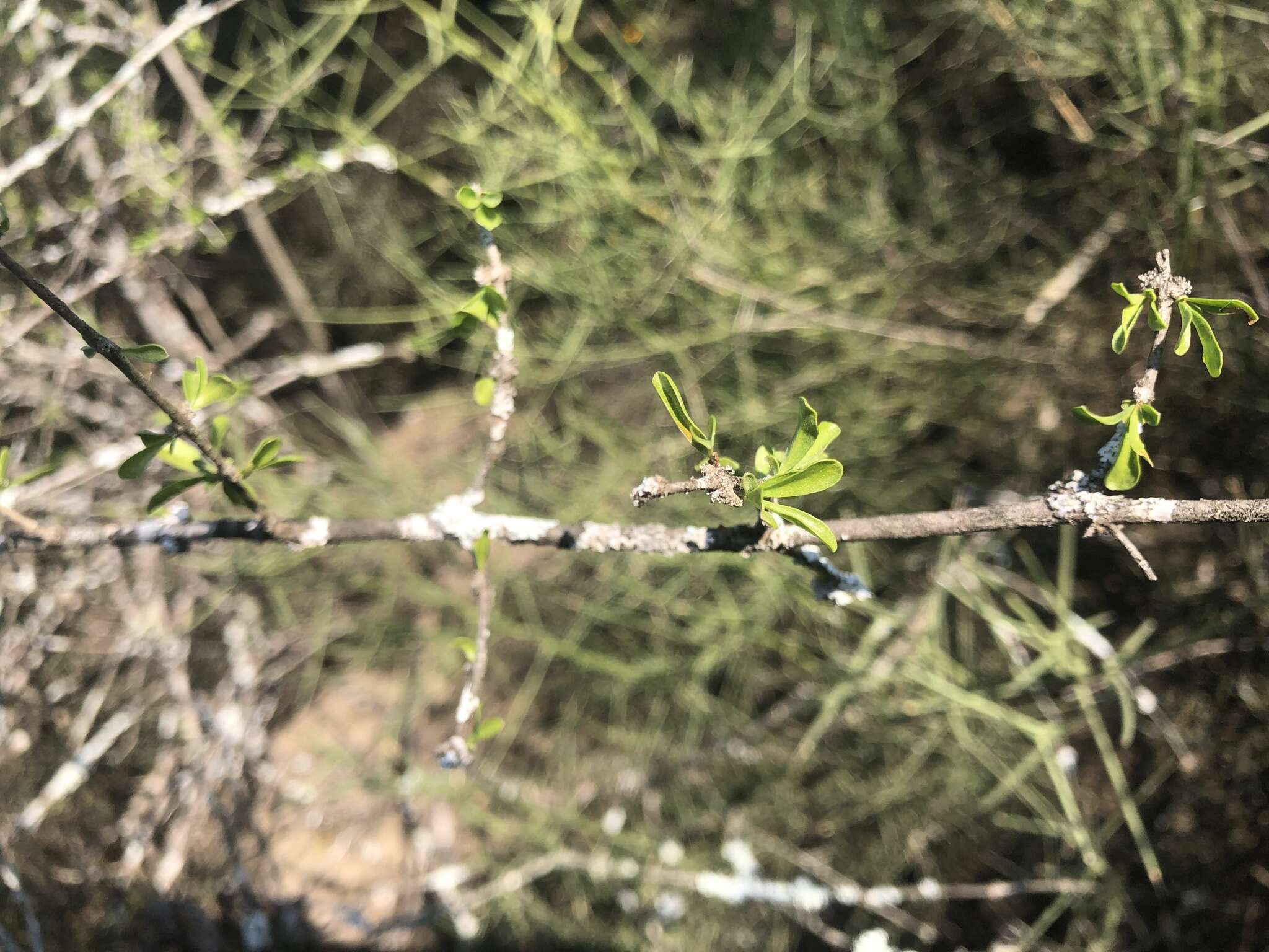 Imagem de Citharexylum brachyanthum (A. Gray ex Hemsl.) A. Gray