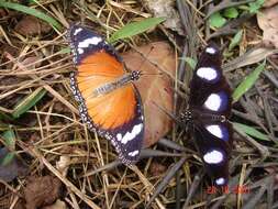 Image of False Plain Tiger