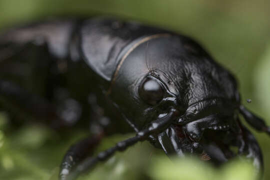 Image of Greater Night-stalking Tiger Beetle