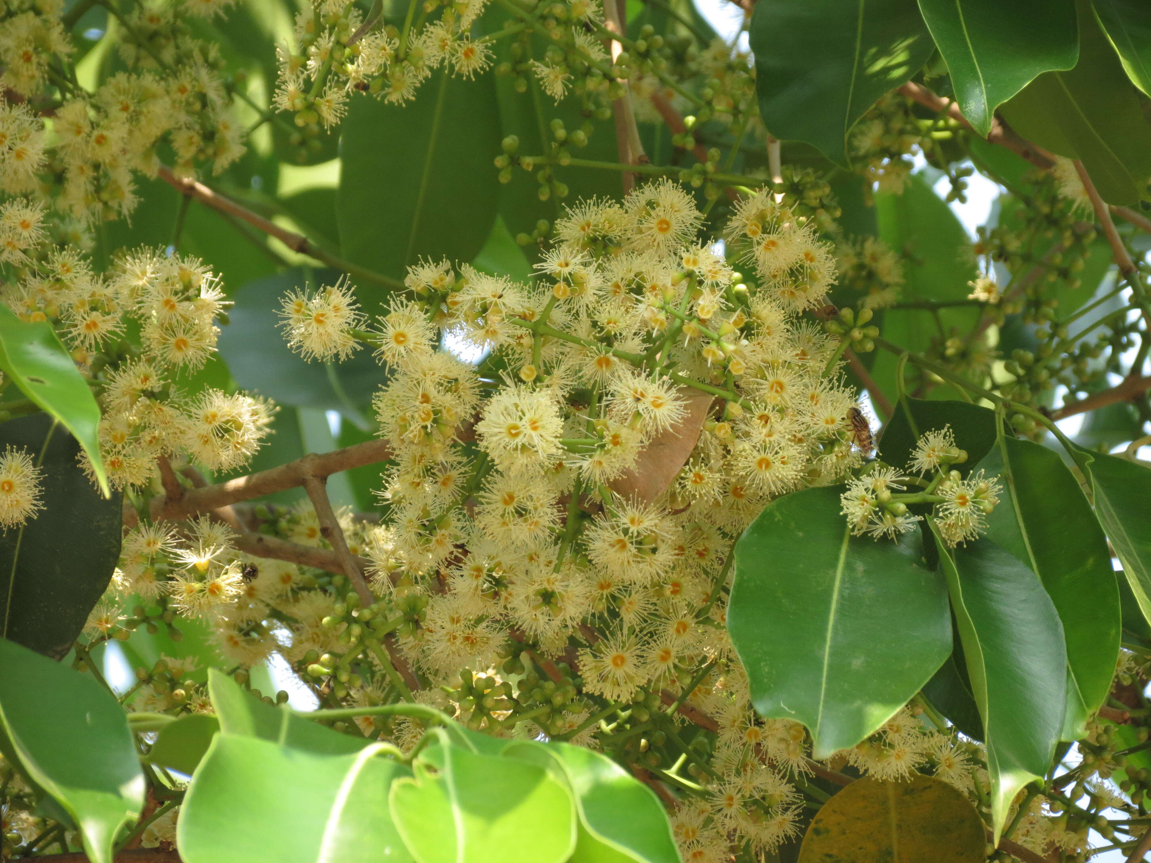 Image of Java plum