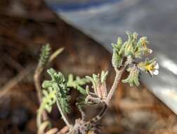 Image of sticky phacelia