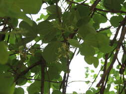 Imagem de Bauhinia racemosa Lam.