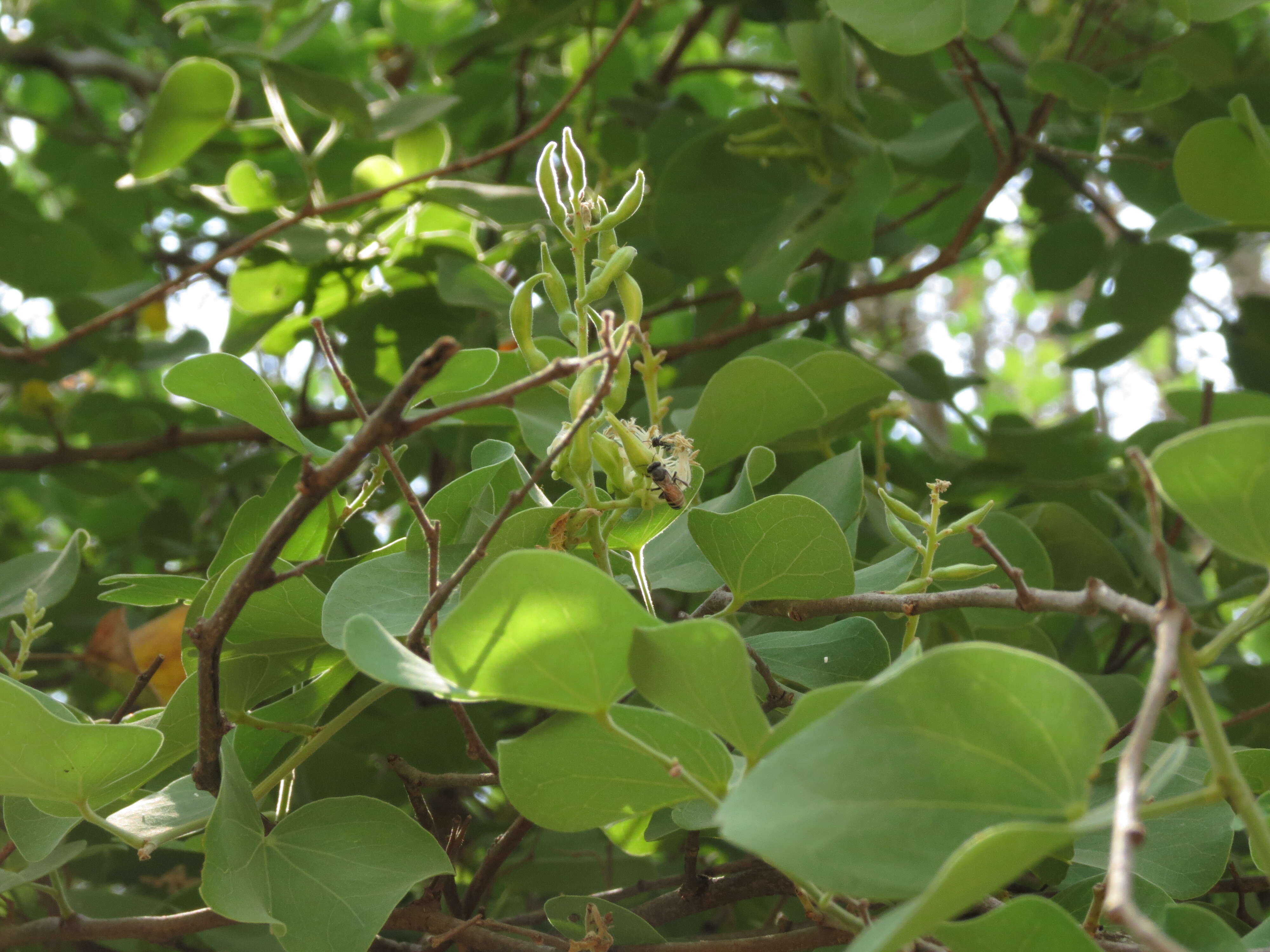 Imagem de Bauhinia racemosa Lam.