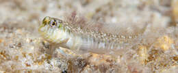 Image of Germain&#39;s blenny