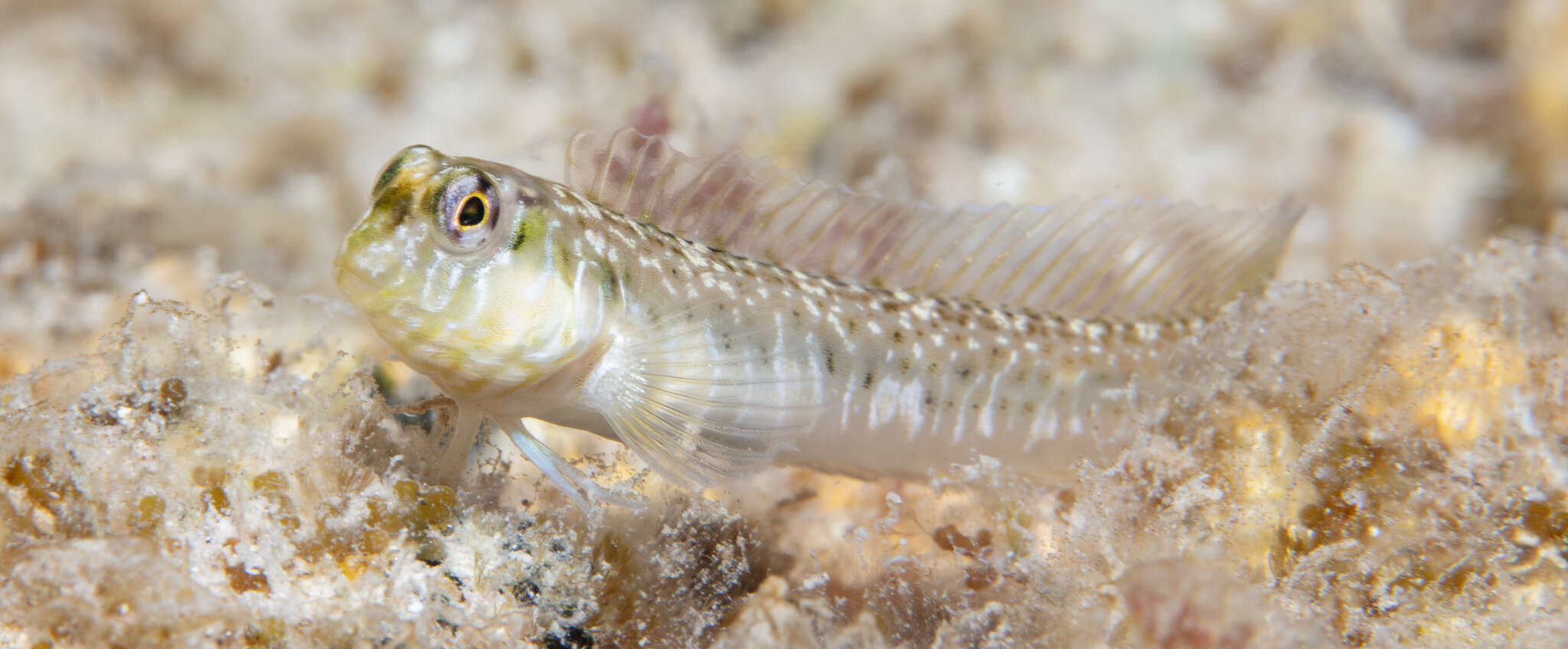 Image of Germain&#39;s blenny