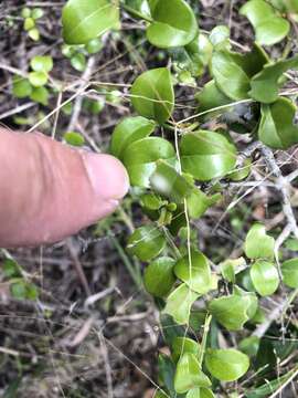 Sivun Psydrax odorata subsp. buxifolia (Benth.) S. T. Reynolds kuva