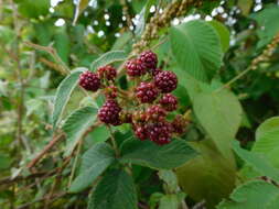 Image de Rubus urticifolius Poir.