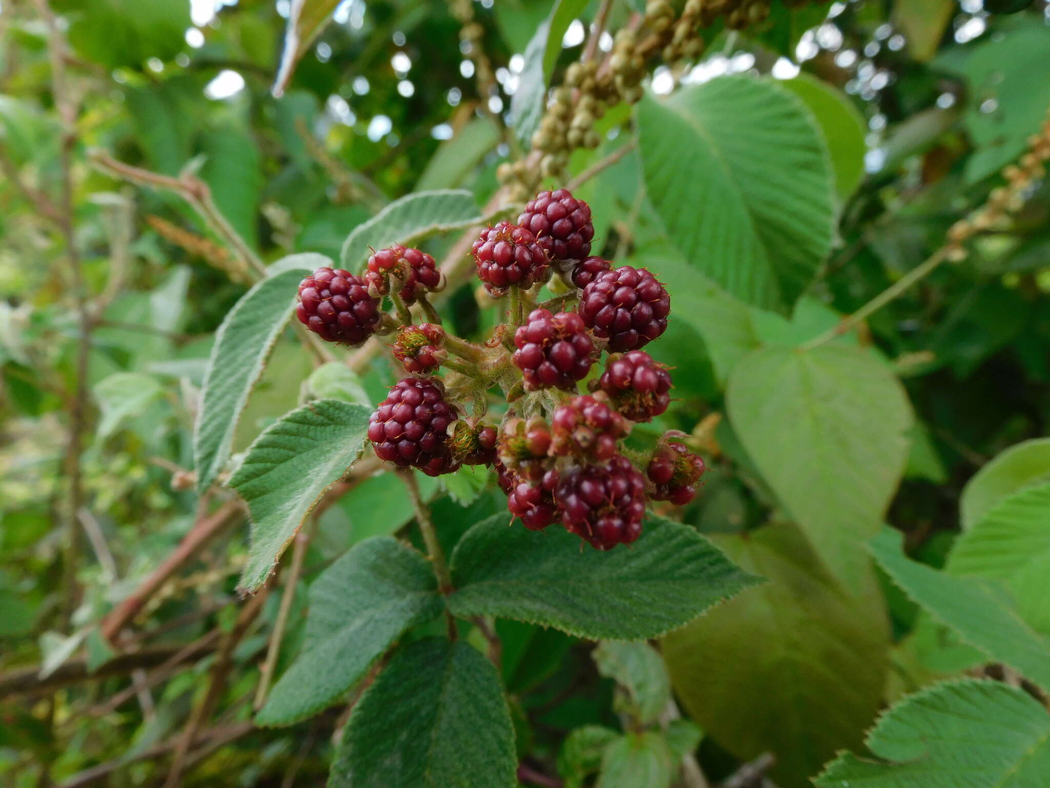 Image de Rubus urticifolius Poir.