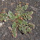 Image of Hypseocharis pedicularifolia Knuth