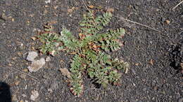 Image of Hypseocharis pedicularifolia Knuth