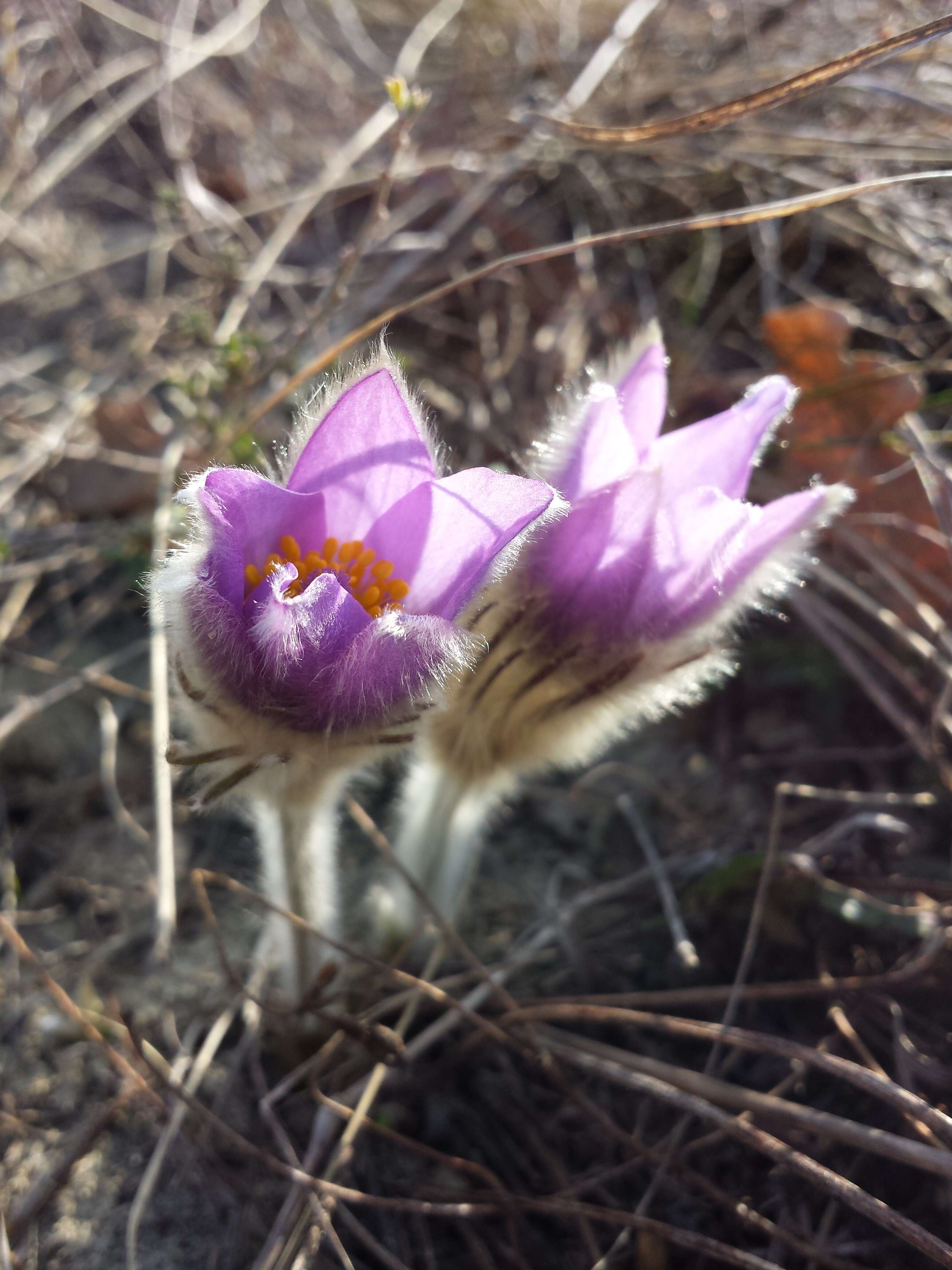 Image of Greater Pasque Flower