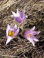 Image of Greater Pasque Flower