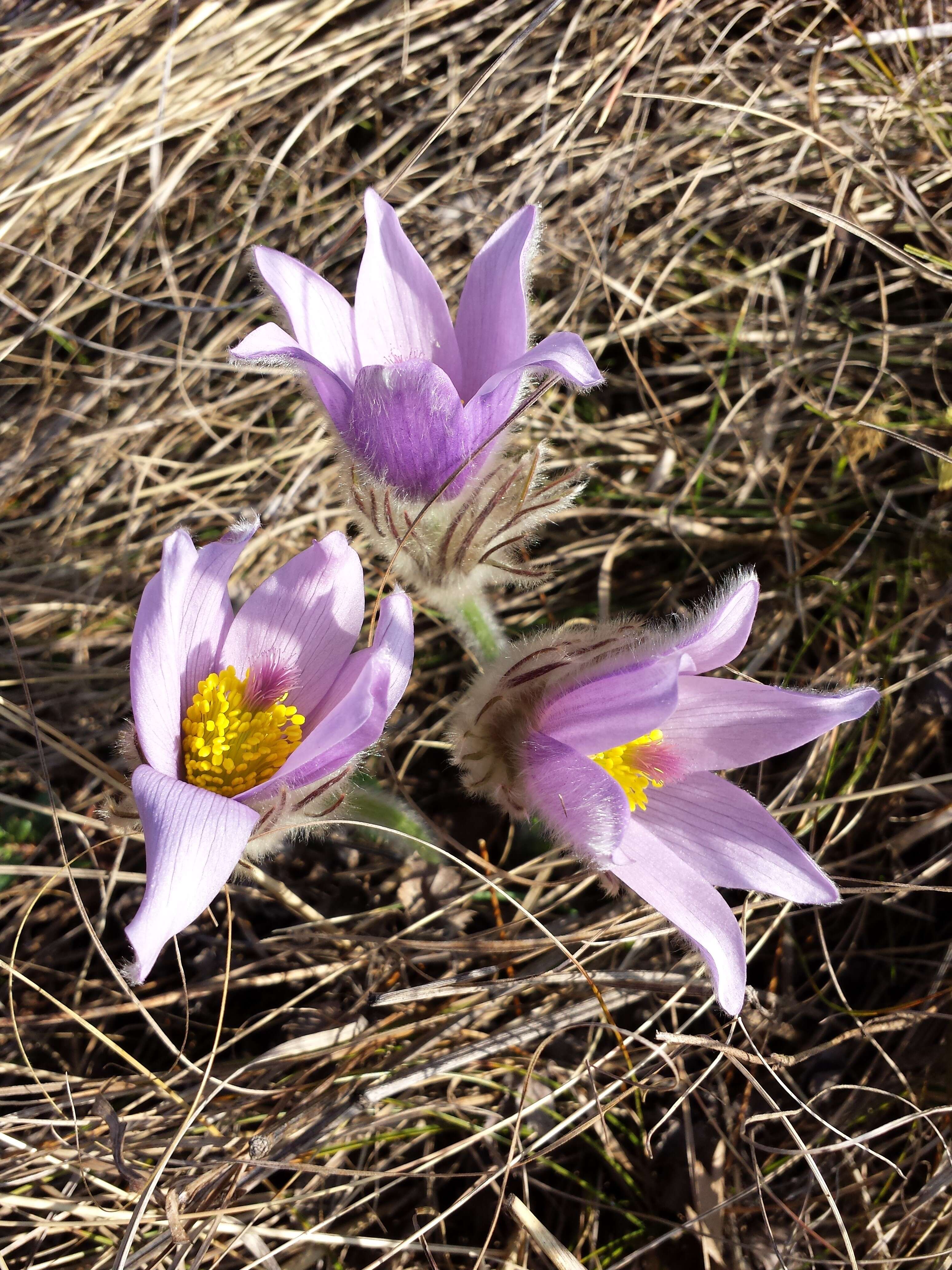 Image of Greater Pasque Flower