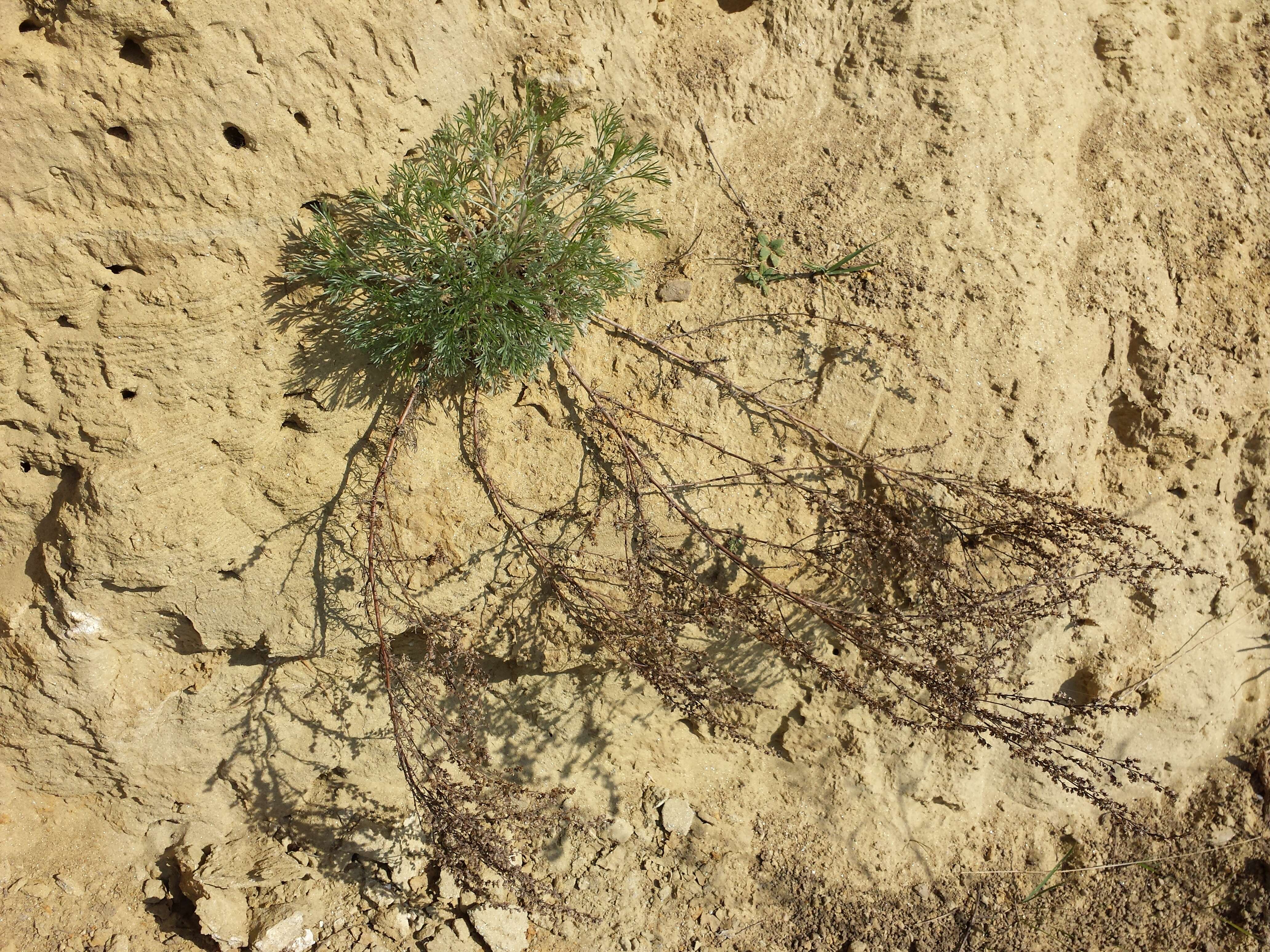 Image of field sagewort