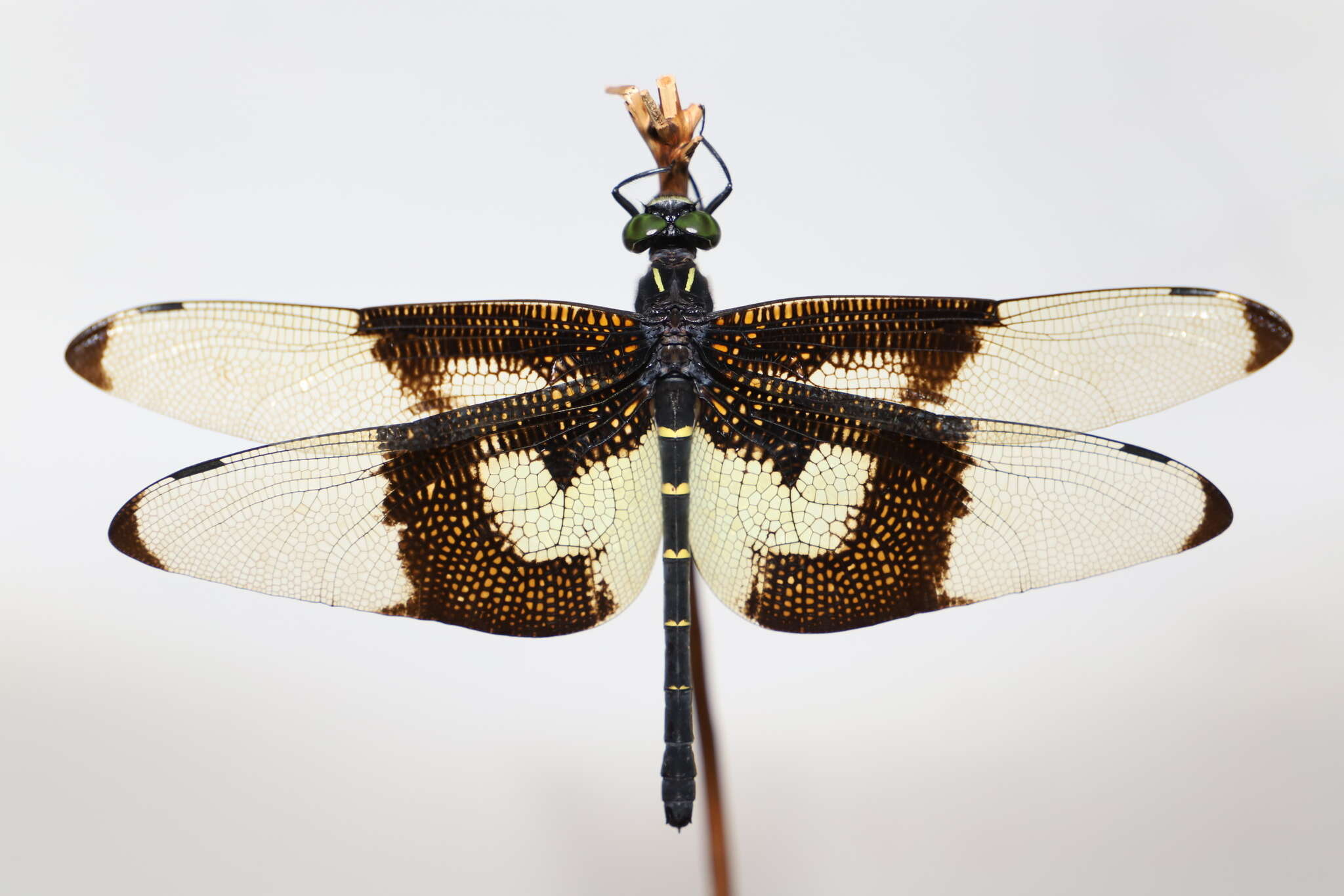 Plancia ëd Chlorogomphus papilio Ris 1927