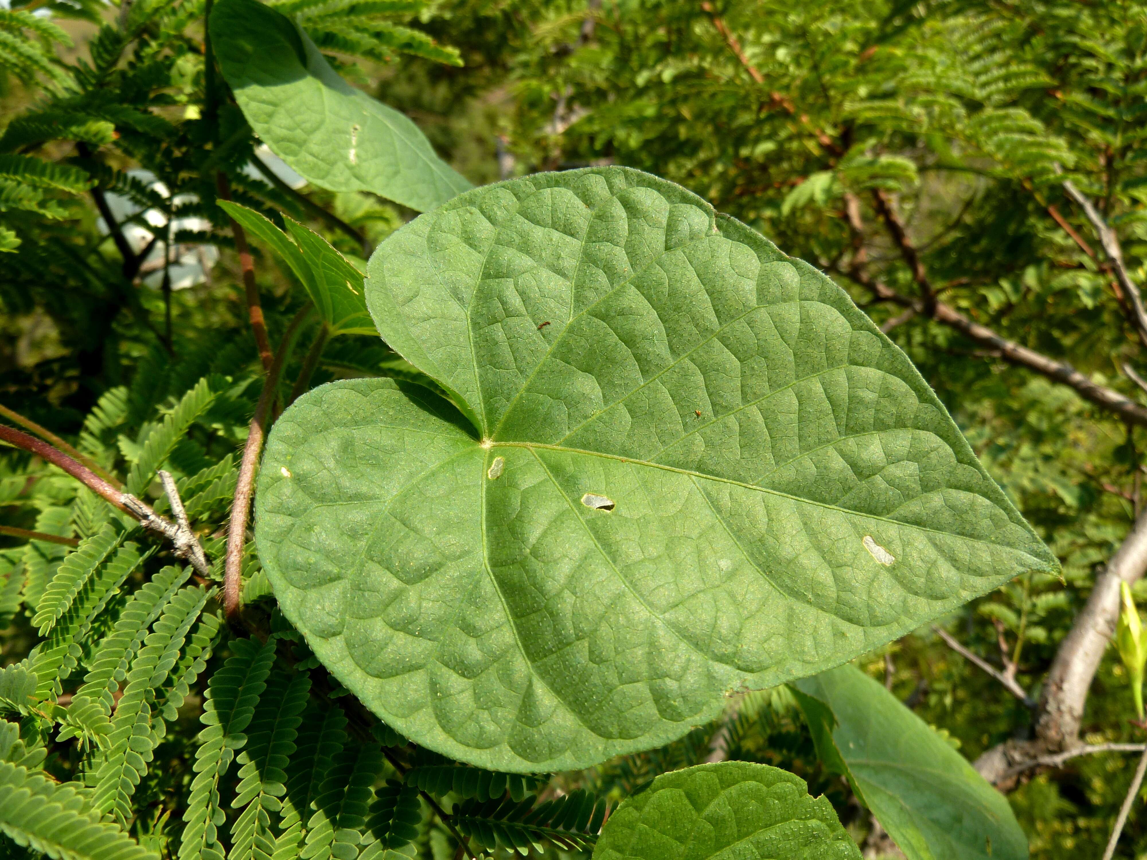 Image of tall morning-glory