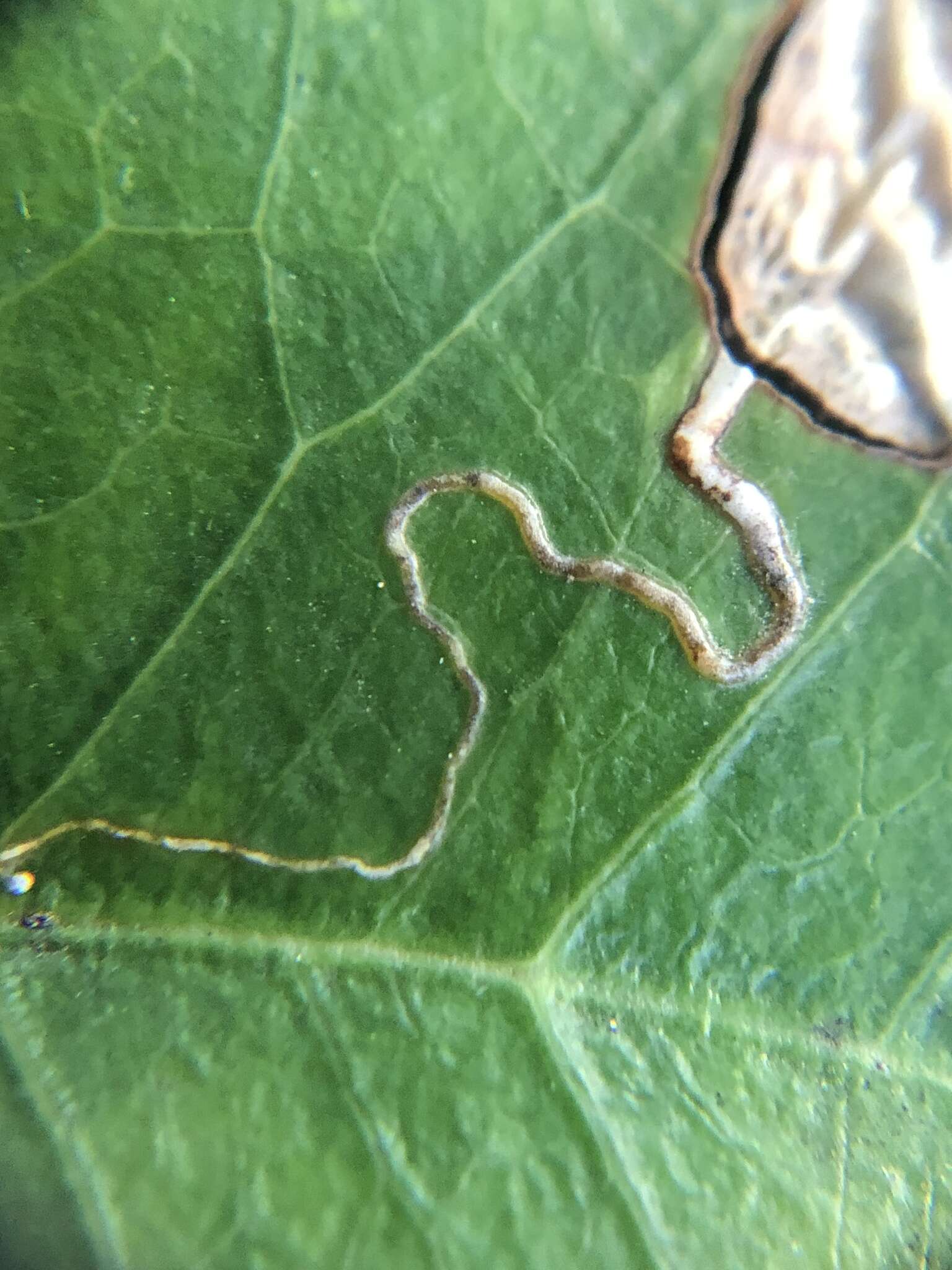 Image of Stigmella braunella (Jones 1933) Wilkinson et al. 1979