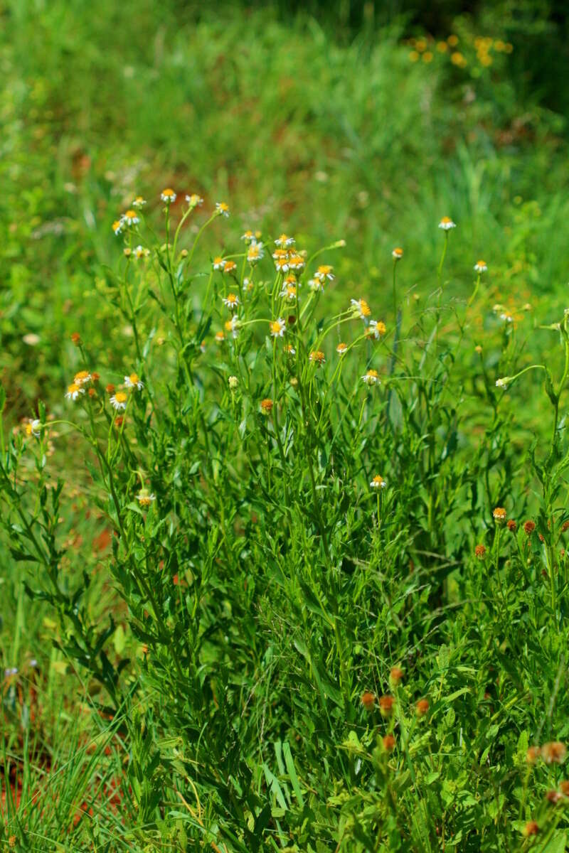 Image of Afroaster peglerae (Bolus) J. C. Manning & Goldblatt