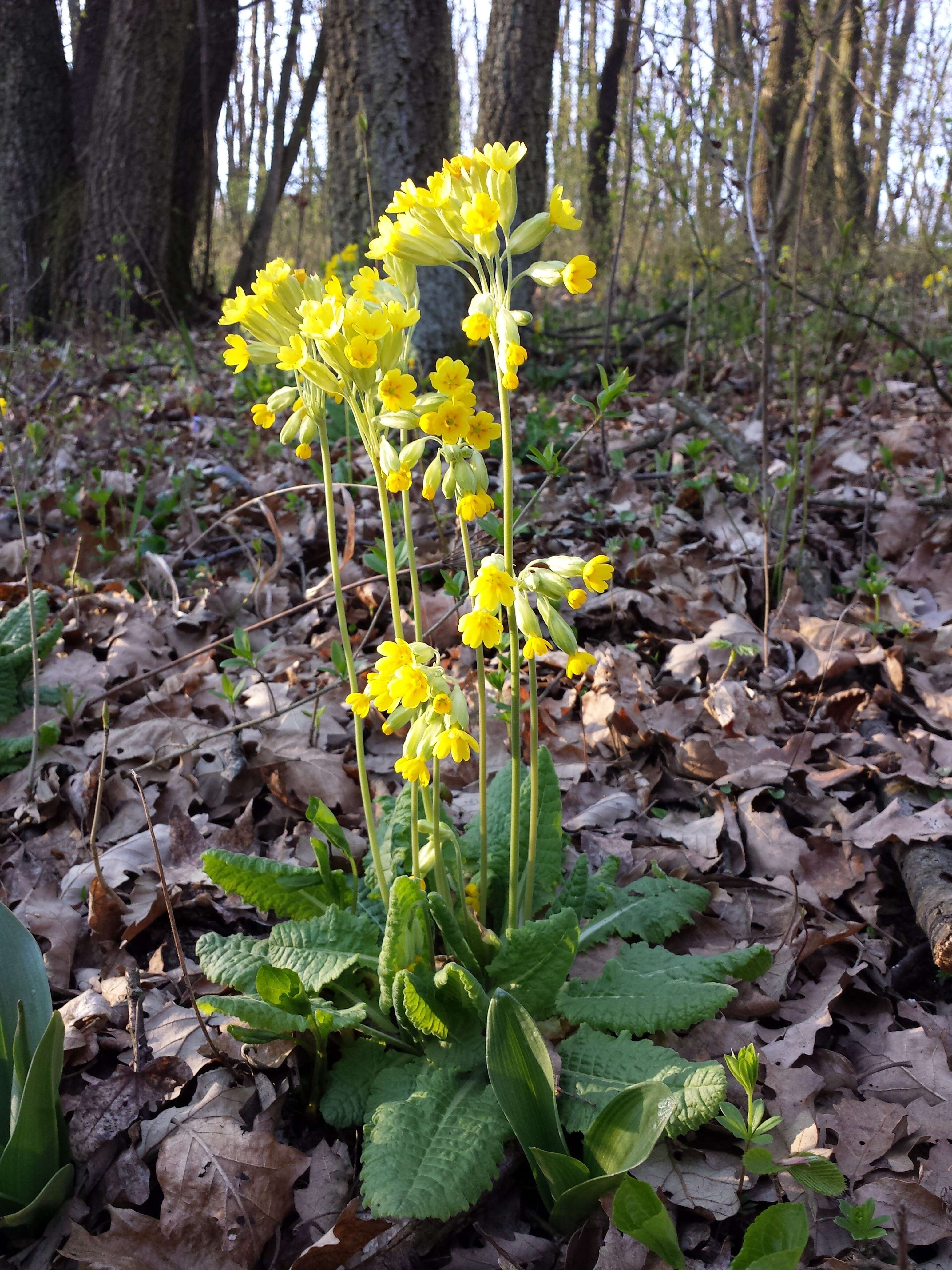 Image of Cowslip