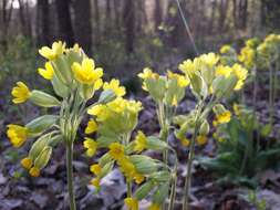 Image of Cowslip