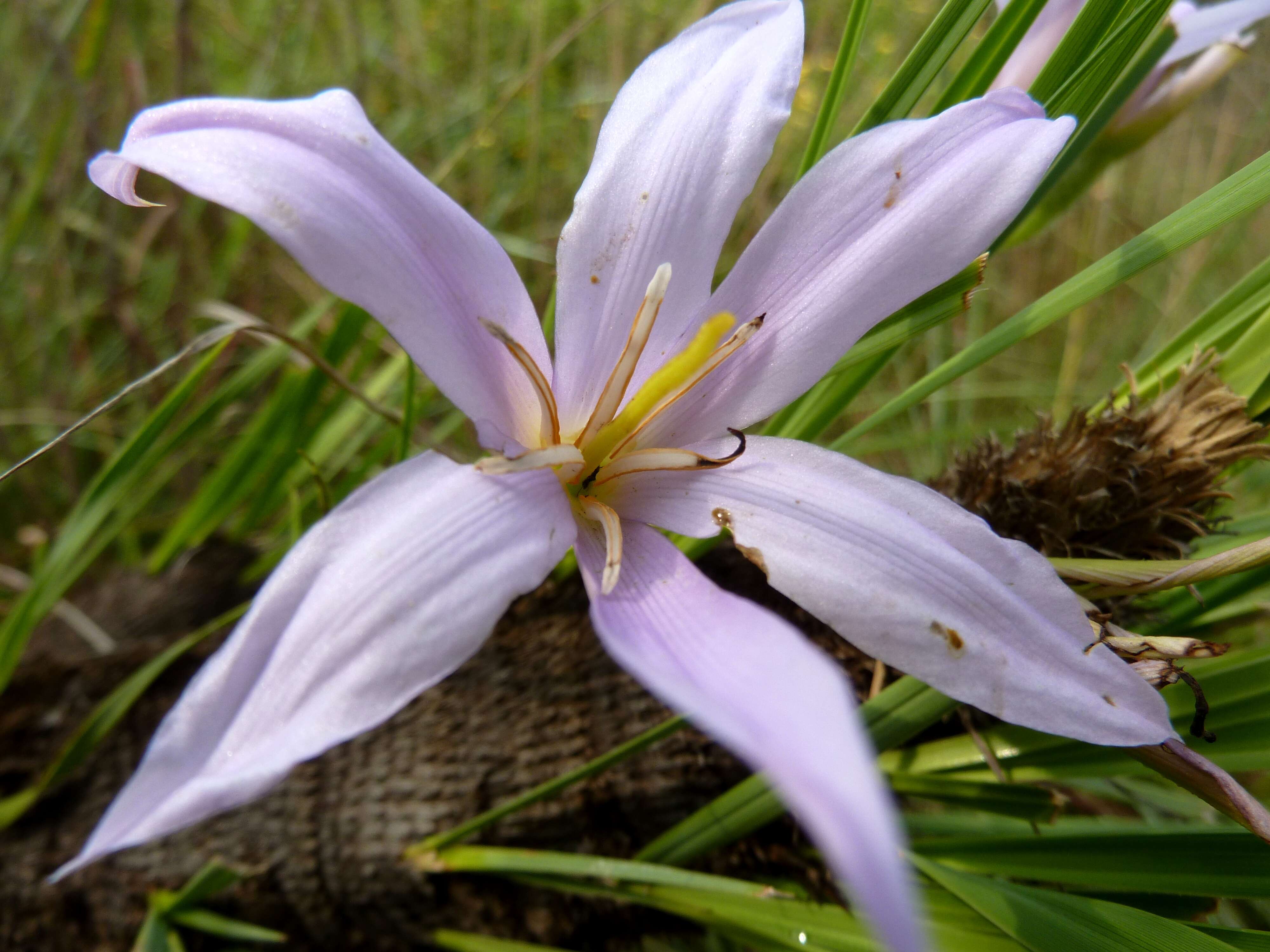 Image of Black-stick lily