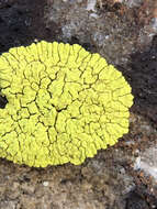 Image of Gold cobblestone lichen