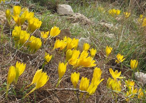 Image de Sternbergia clusiana (Ker Gawl.) Ker Gawl. ex Spreng.