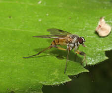 Image of Small Fleck-winged Snipe Fly