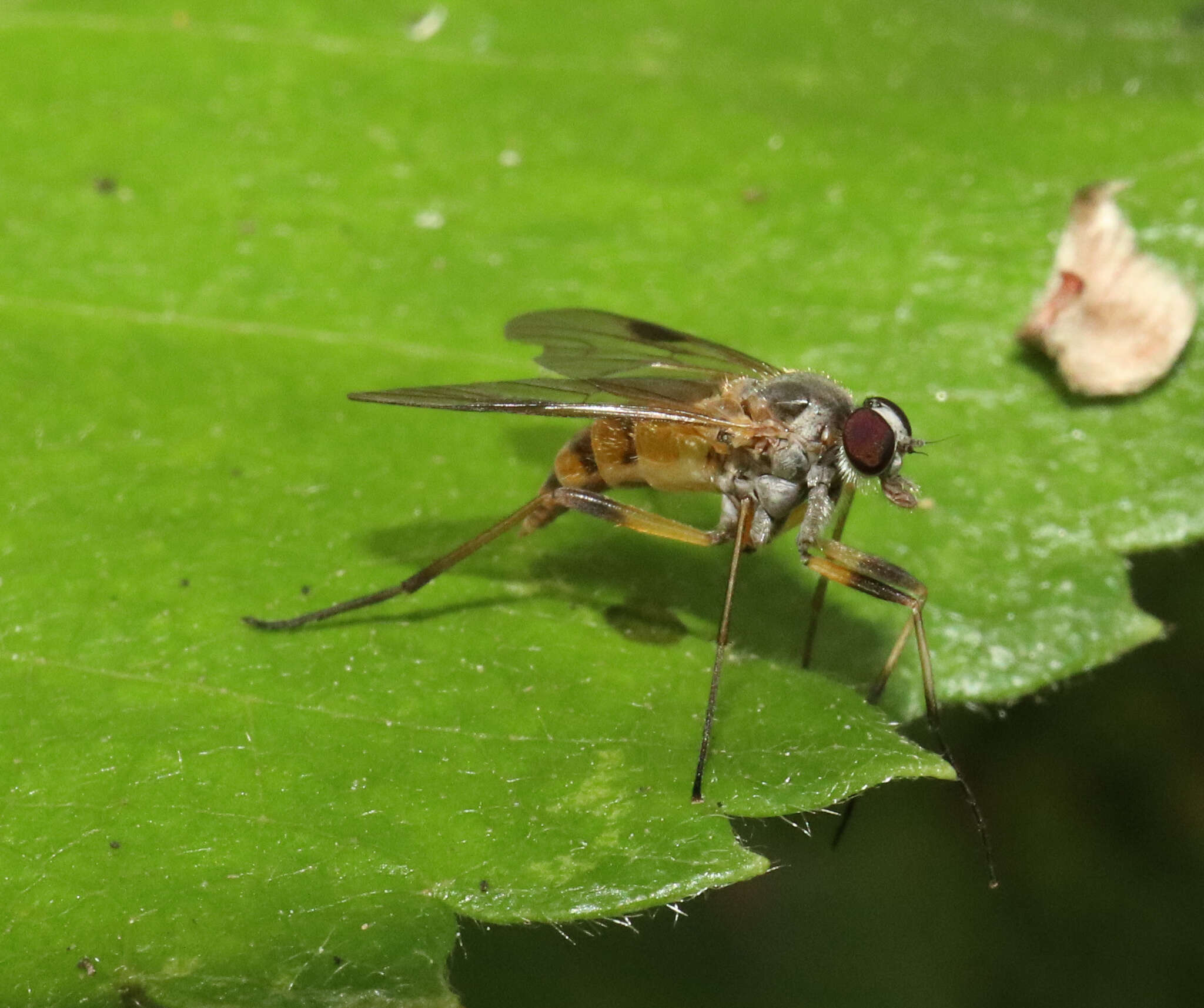 Image of Small Fleck-winged Snipe Fly