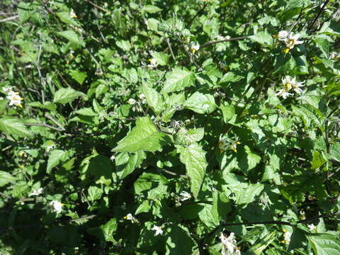 Image de Solanum douglasii Dun.