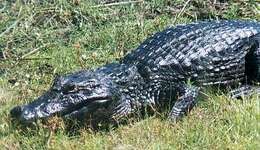 Image of Yacare caiman