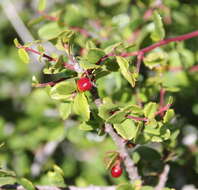 Image of redberry buckthorn