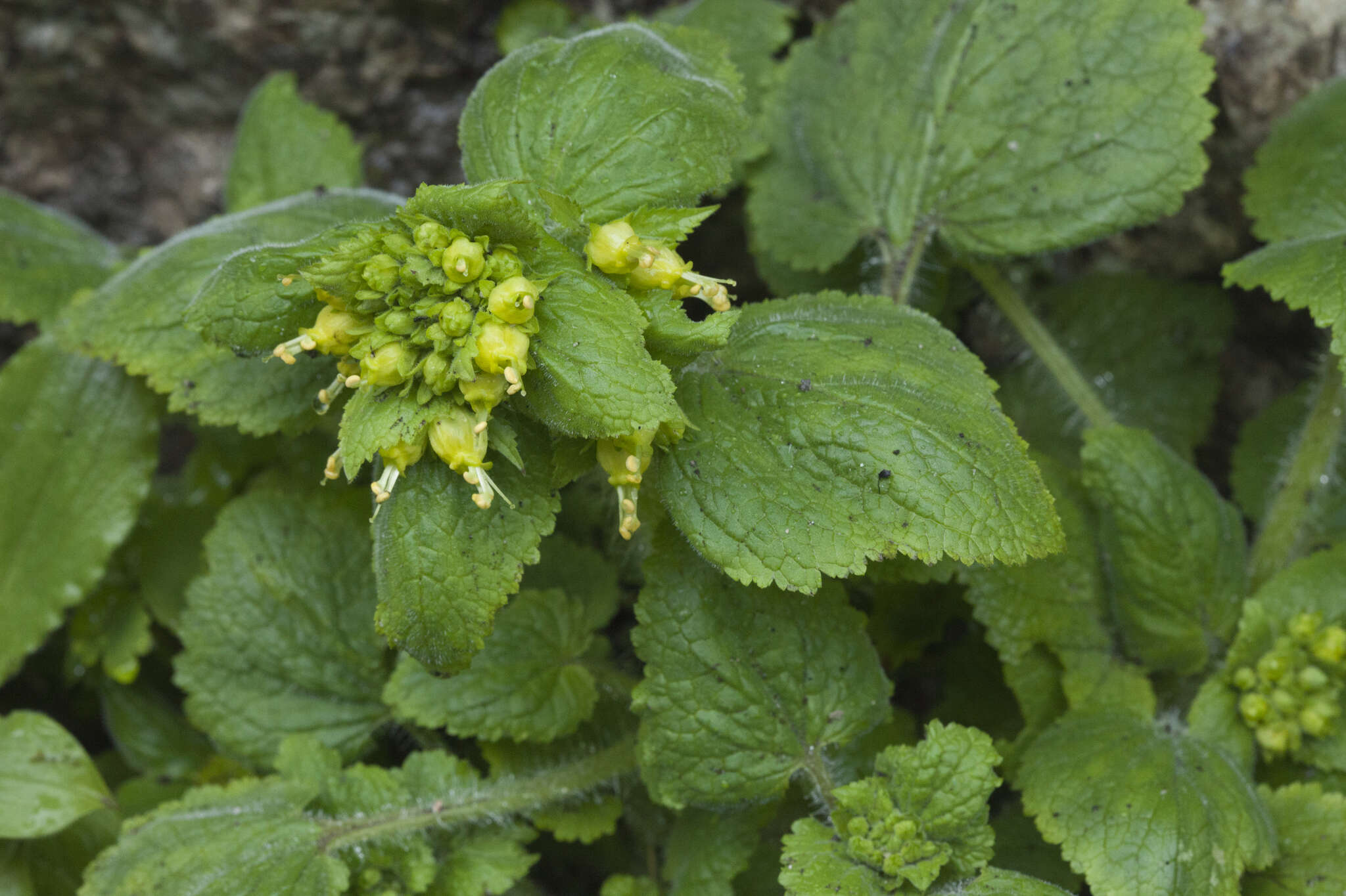 Image de Scrophularia chrysantha Jaub. & Sp.