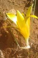 Image of Romulea tortuosa subsp. aurea (Klatt) M. P. de Vos