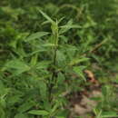 Image of Striped Goosefoot