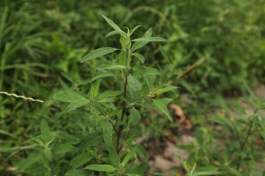 Image of Striped Goosefoot