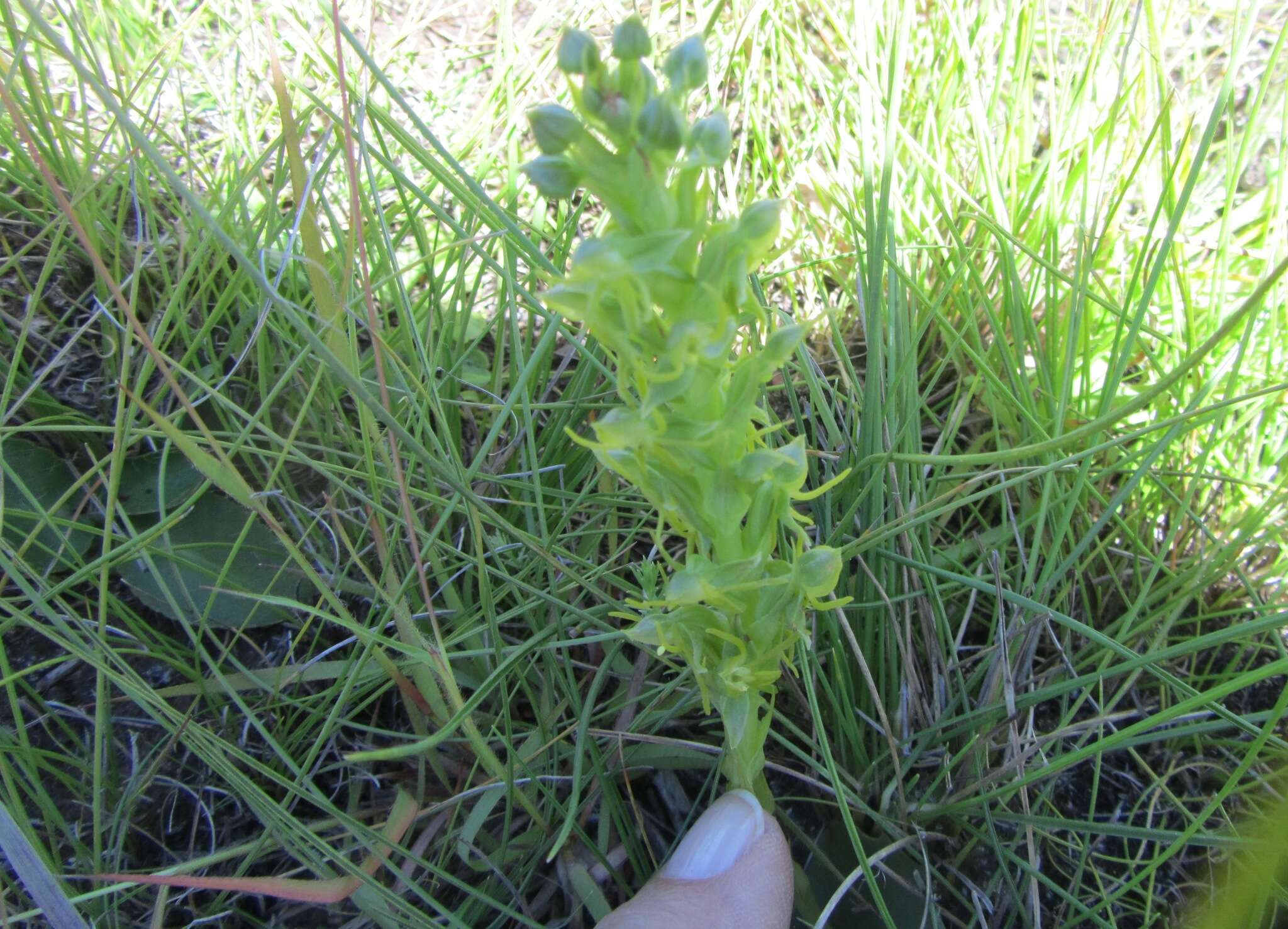 Слика од Habenaria lithophila Schltr.