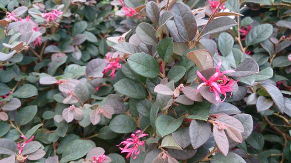 صورة Loropetalum chinense (R. Br.) Oliv.