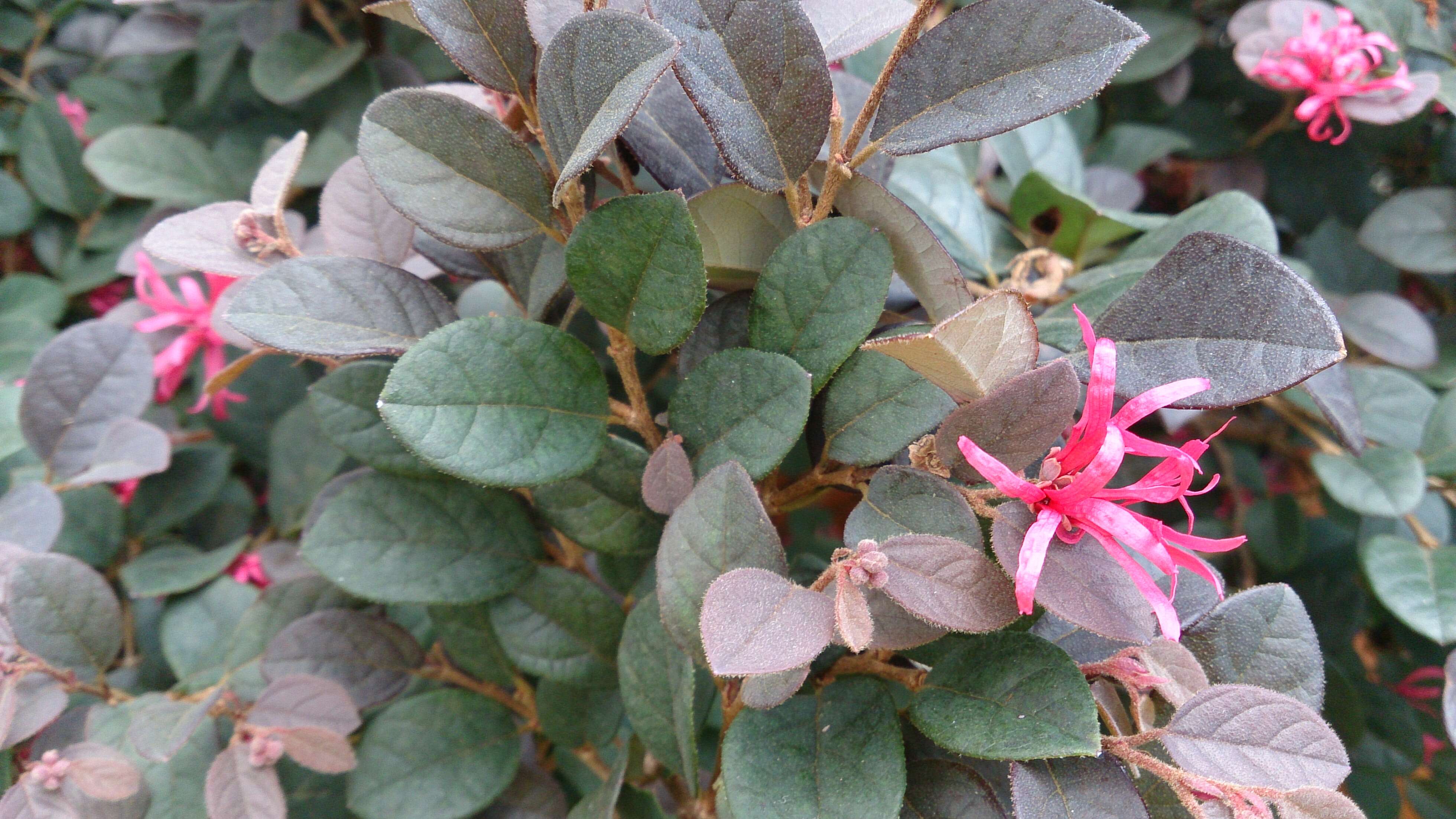 صورة Loropetalum chinense (R. Br.) Oliv.